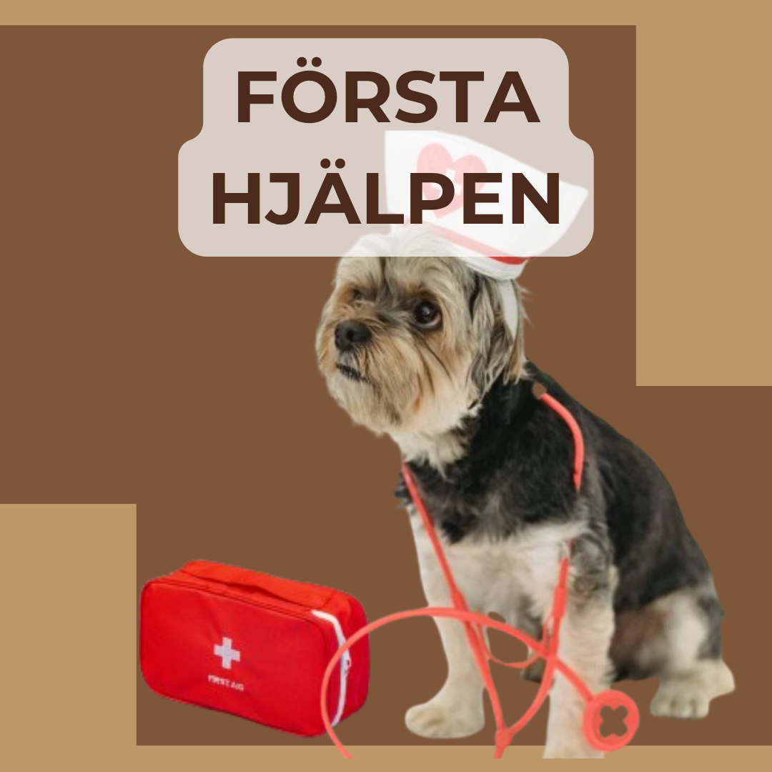 Första hjälpen för hund