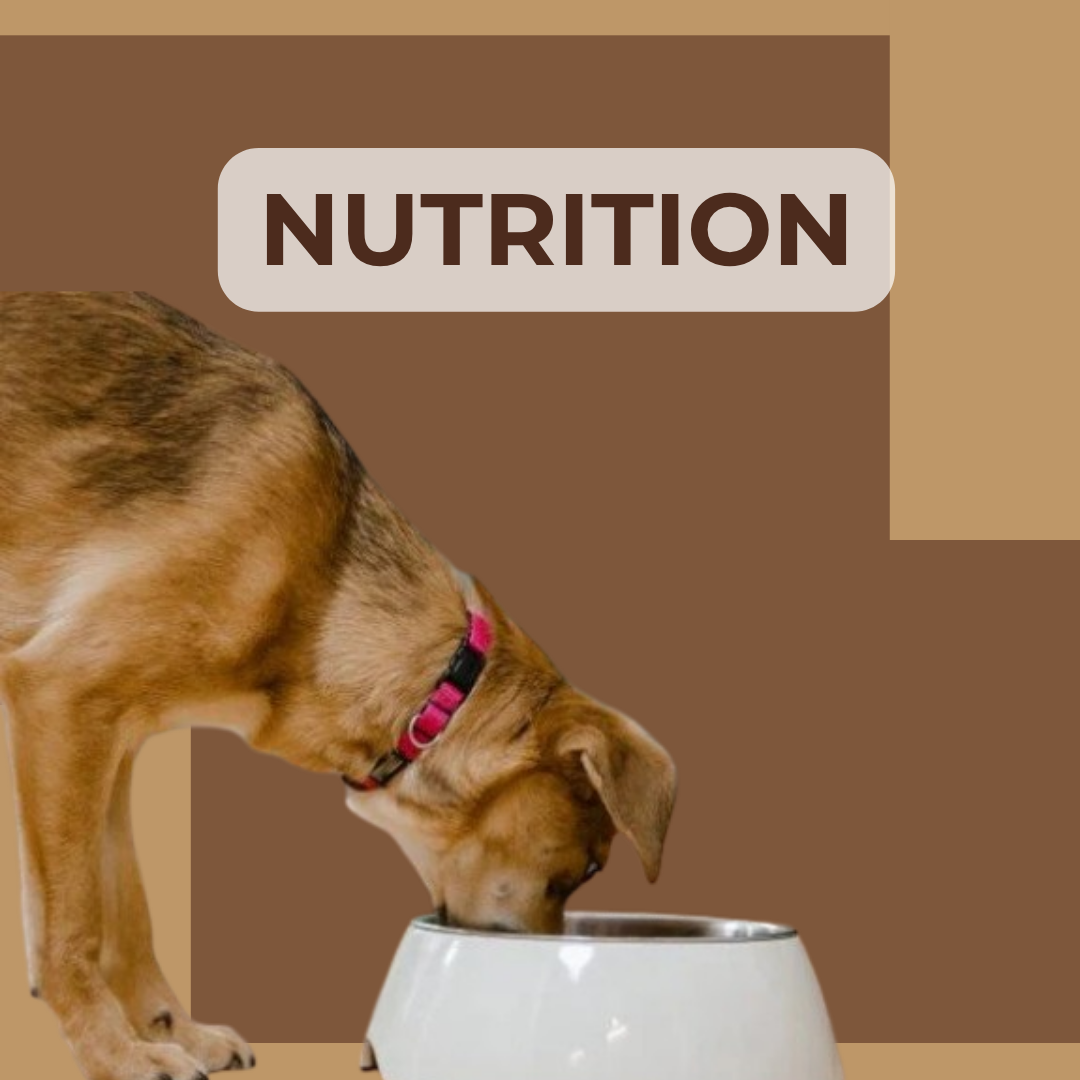 Nutrition och hälsa