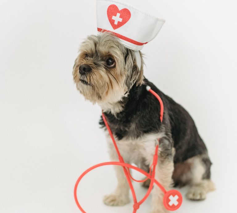 Första hjälpen för hund - Kommer snart